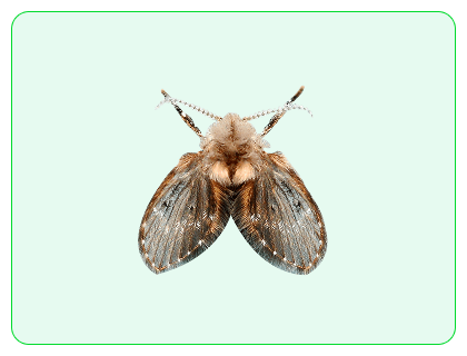 Filter fly