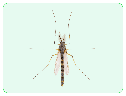 Midge fly